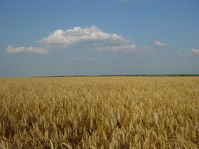 Поле пшеницы. Фото: oasis.mk.ua