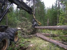 Лесозаготовка. Фото с сайта: www.norwoodsm.ru