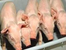 Свиньи, свиной грипп. Фото: http://www.fos.ru/