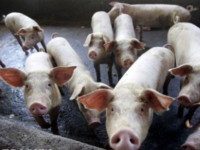 Африканская чума свиней. Фото: EPA