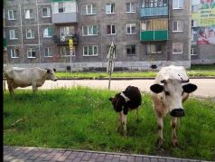 Коровы в городе. Фото: stoboy.ru