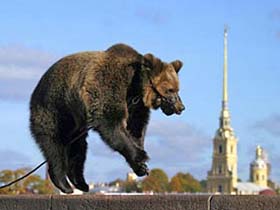 Медведь. Фото с сайта foreignpolicy.com