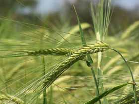 Пшеница. Фото с сайта  gibert.ucoz.ru