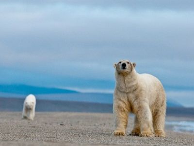 Белые медведи, остров Врангеля. Источник - http://www.rgo.ru/