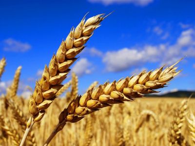 Пшеница. Фото: sovocrim.ru